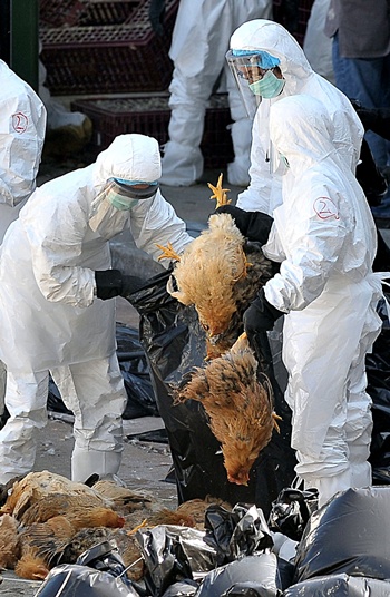 แฟ้มภาพ -- เจ้าหน้าที่สาธารณสุขฮ่องกง กำลังเก็บไก่ที่ติดเชื้อจากตลาดขายส่งสัตว์ป