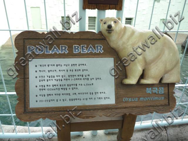 Polar Bear - หมีขั้วโลก