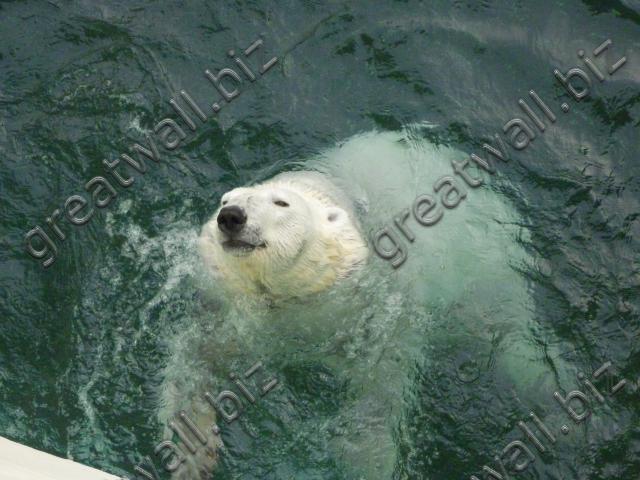 Polar Bear - หมีขั้วโลก
