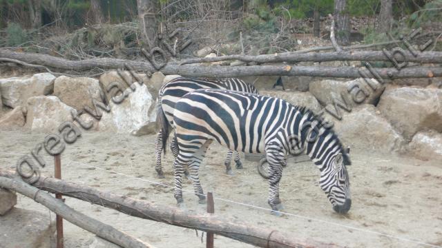 Zebra - ม้าลาย