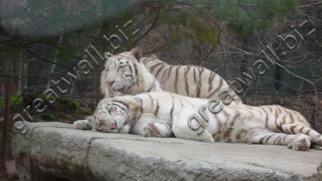 White Tiger - เสือขาว