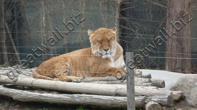 Liger - ลูกผสม เสือกับสิงโต